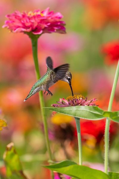Day, Richard and Susan 아티스트의 Ruby-throated Hummingbird-Archilochus colubris-at Zinnias Union County-Illinois작품입니다.
